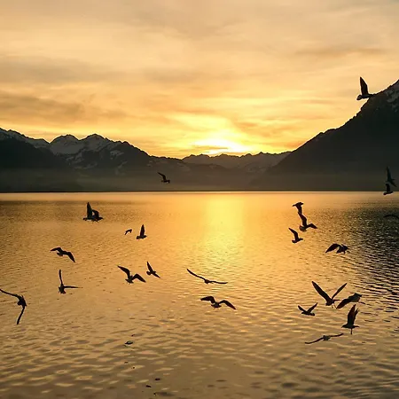 Heidi - Direct View * Brienz (Bern)